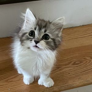 Meet your Posher, Caroline